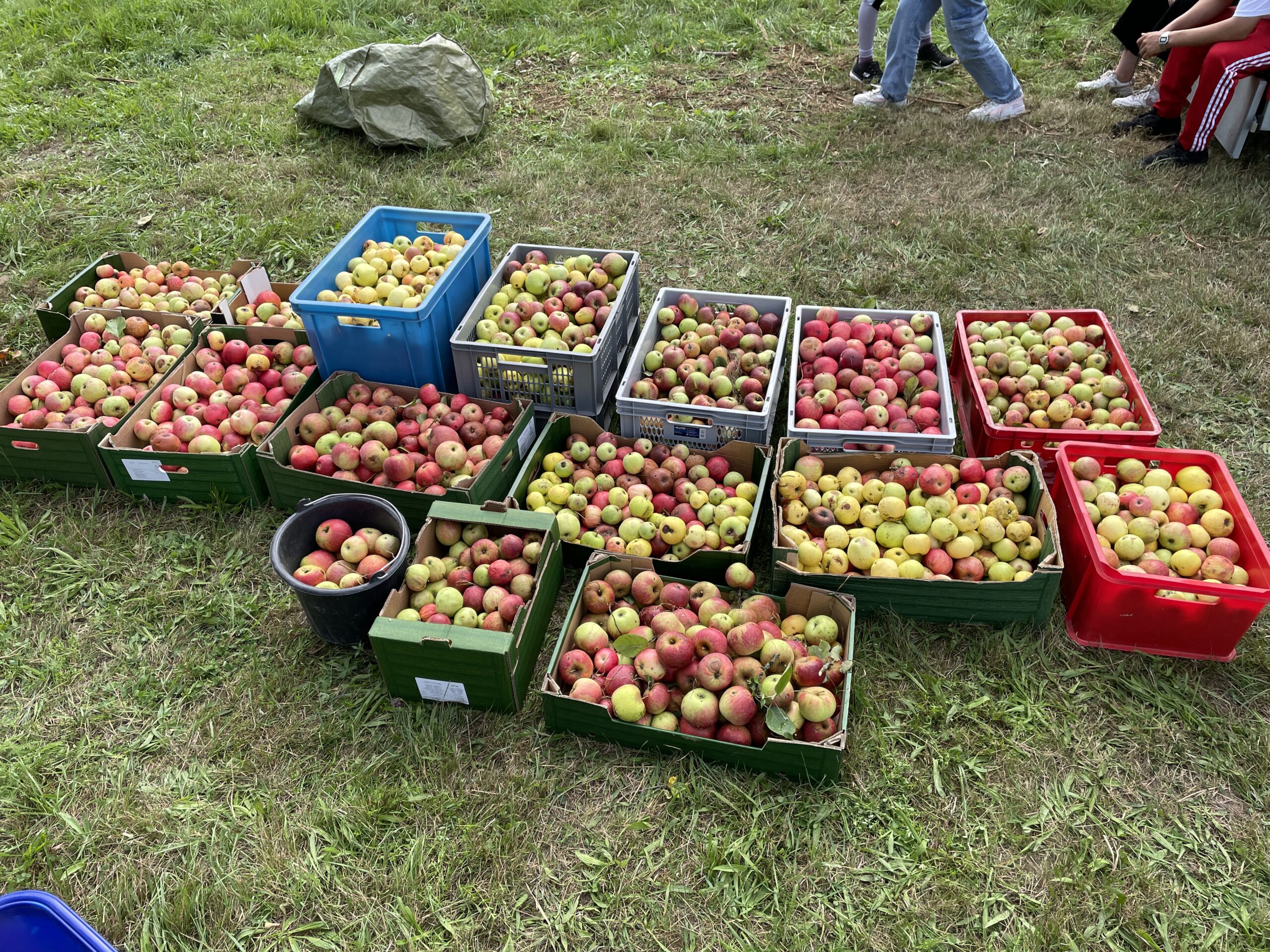 You are currently viewing Auf der Streuobstwiese