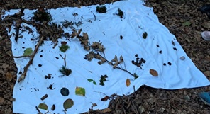 You are currently viewing Waldtag im Schweinheimer Wald